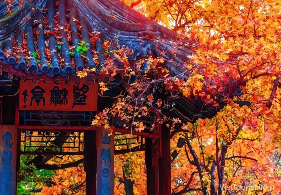 Ngắm thu lá đỏ mãn nhãn tại Công viên Hương Sơn Bắc Kinh