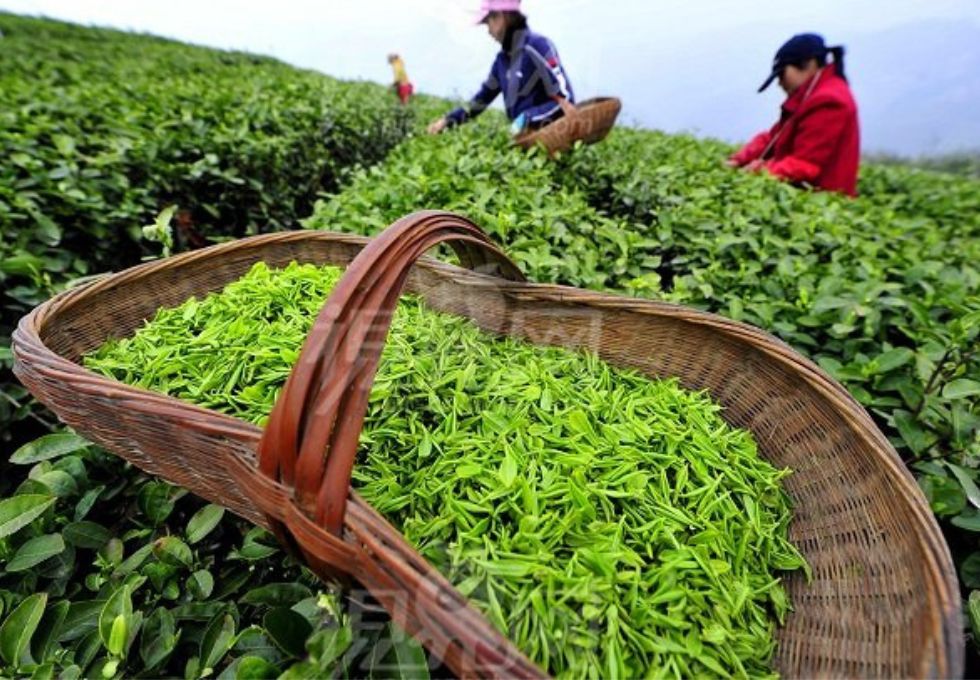 DU LỊCH TRUNG QUỐC – Đừng quên ghé thăm “thôn trà” Long Tỉnh