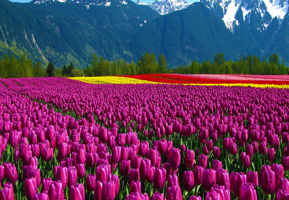 Chiêm ngưỡng vườn hoa tulip lớn nhất châu Á đẹp ngất ngây