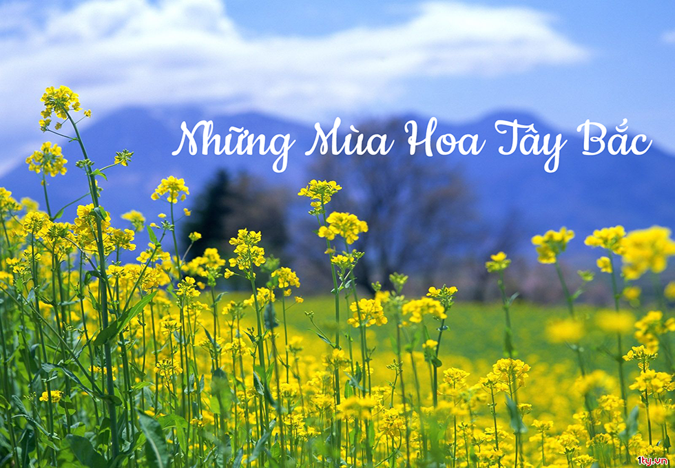 NHỮNG MÙA HOA TÂY BẮC