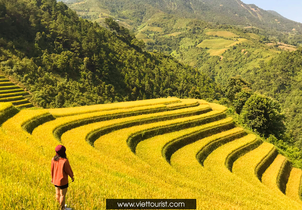 Cung đường Tây Bắc - Mù Cang Chải thu hút khách du lịch với mùa lúa chín