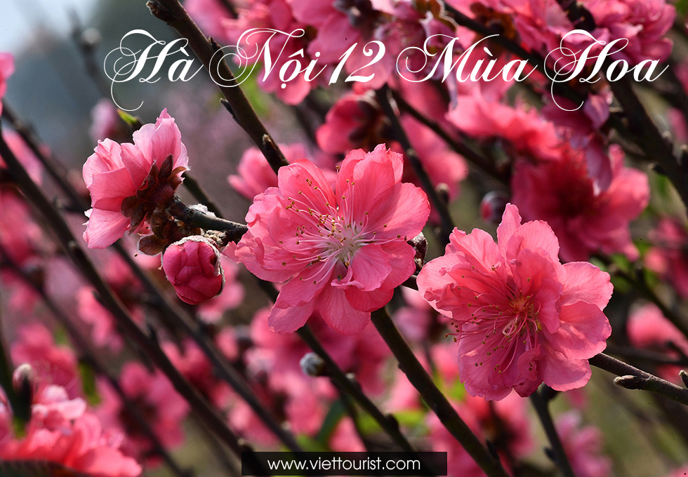 HÀ NỘI 12 MÙA HOA