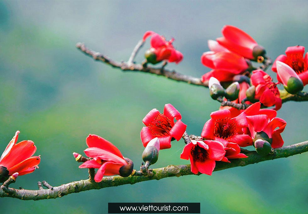 Ngắm nhìn mùa hoa gạo đẹp nhất