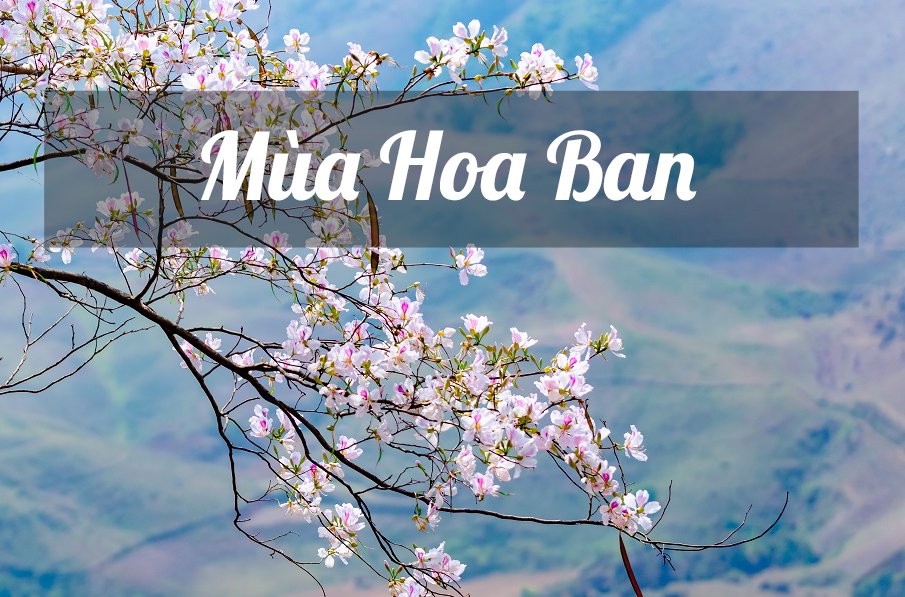 VỀ ĐIỆN BIÊN - VỀ MÙA HOA BAN