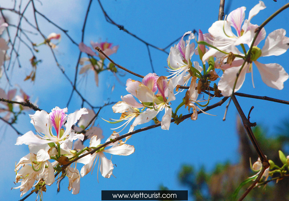 Ngập trời xanh màu hoa mây trắng tháng 3