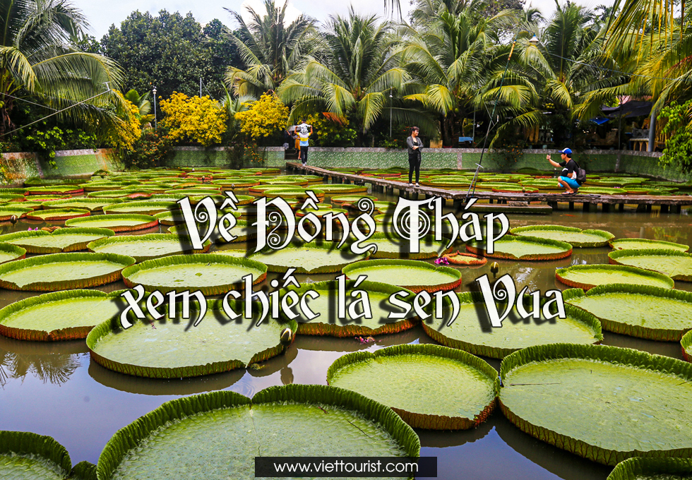 KỲ LẠ NGÔI CHÙA MIỀN TÂY CÓ CHIẾC LÁ SEN KHỔNG LỒ