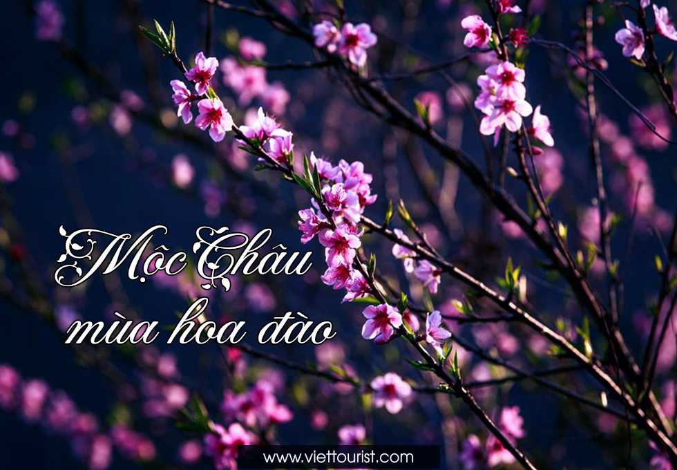 MỘC CHÂU MÙA ĐÀO XUÂN