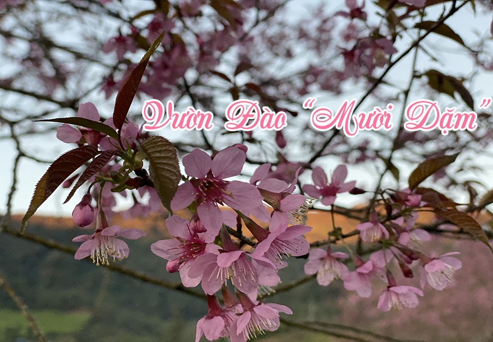 LÊN TÂY BẮC NGẮM HOA ĐÀO NHẬT BẢN