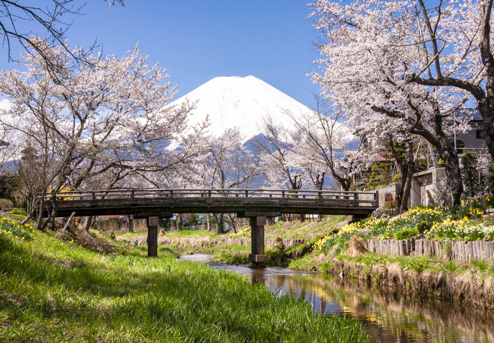 NHỮNG KHU VƯỜN NGẮM HOA ANH ĐÀO NỔI TIẾNG NHẤT TOKYO