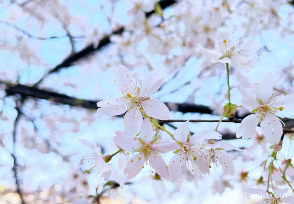 Images