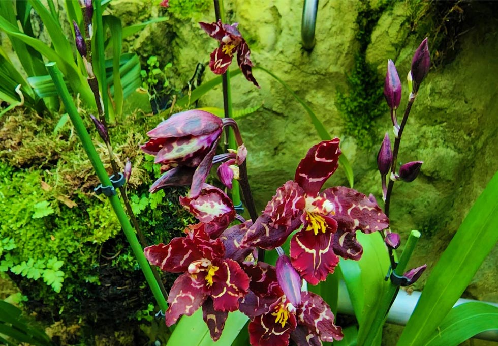 vuon-bach-thao-Botanic1