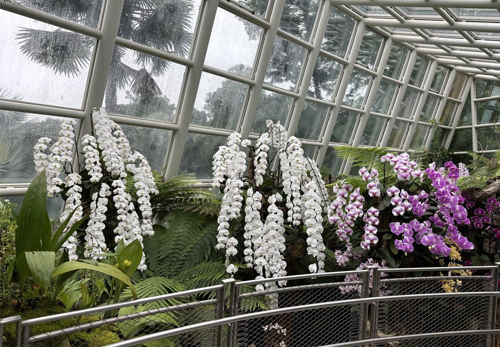 vuon-bach-thao-Botanic1