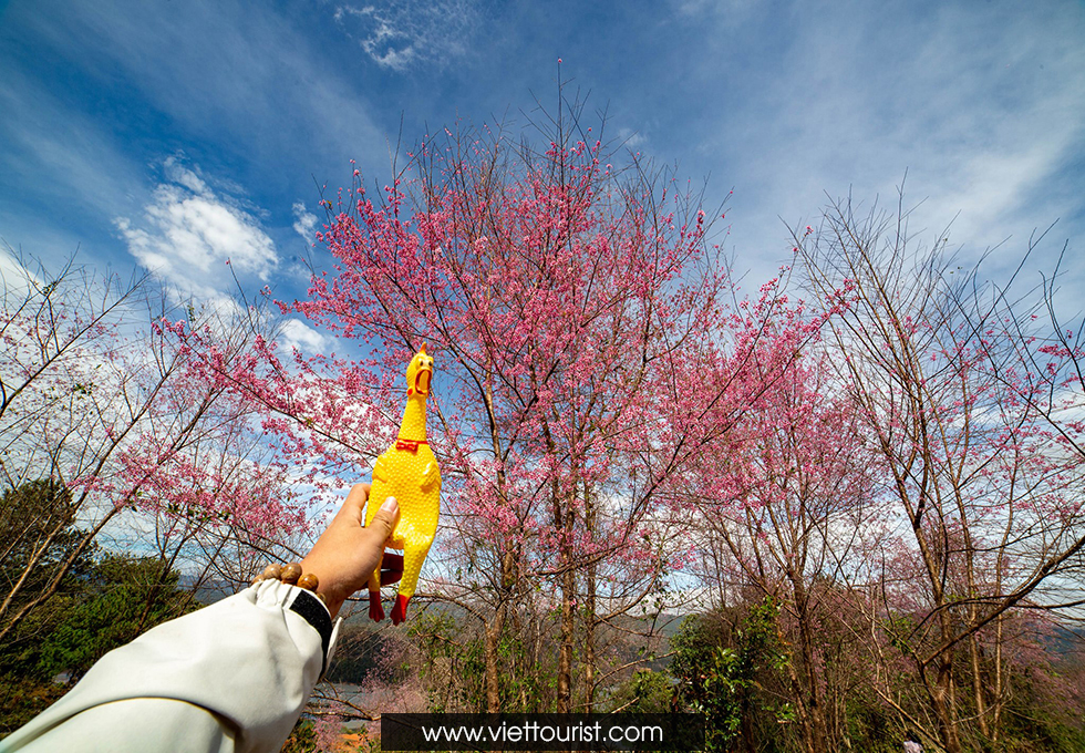 cảnh hoa đào vào mùa xuân