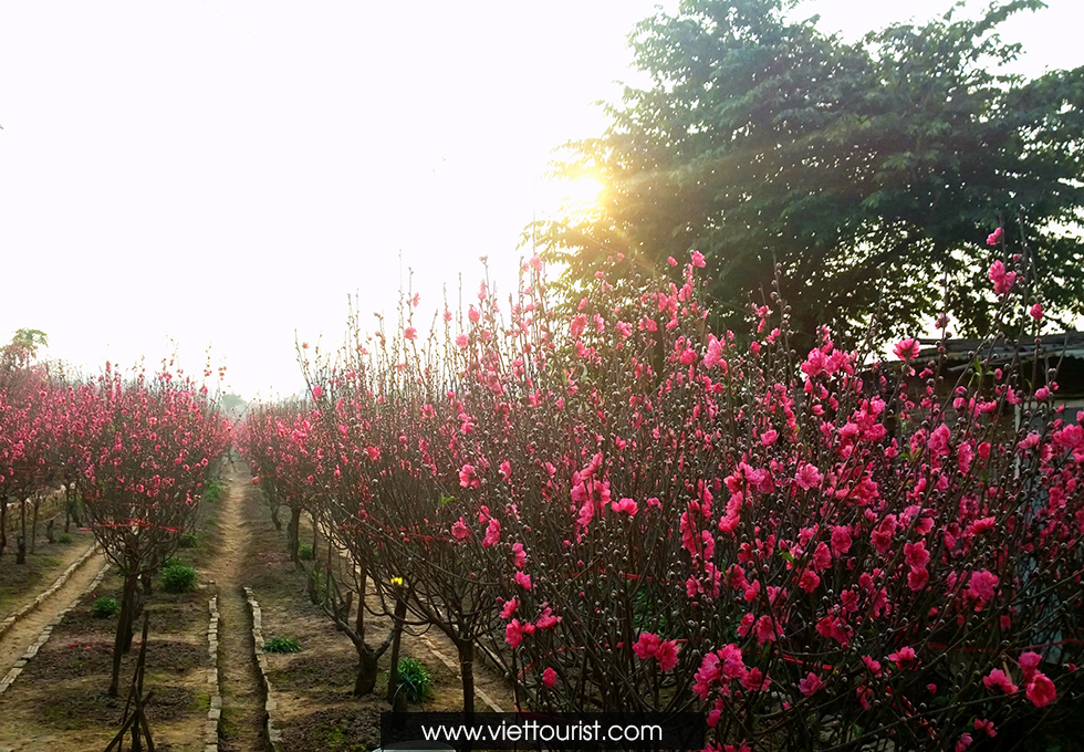 hoà đào ở Làng đào Nhật Tân Hà Nội